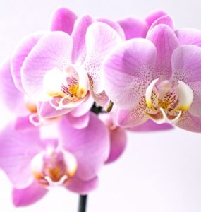 گل ارکیده